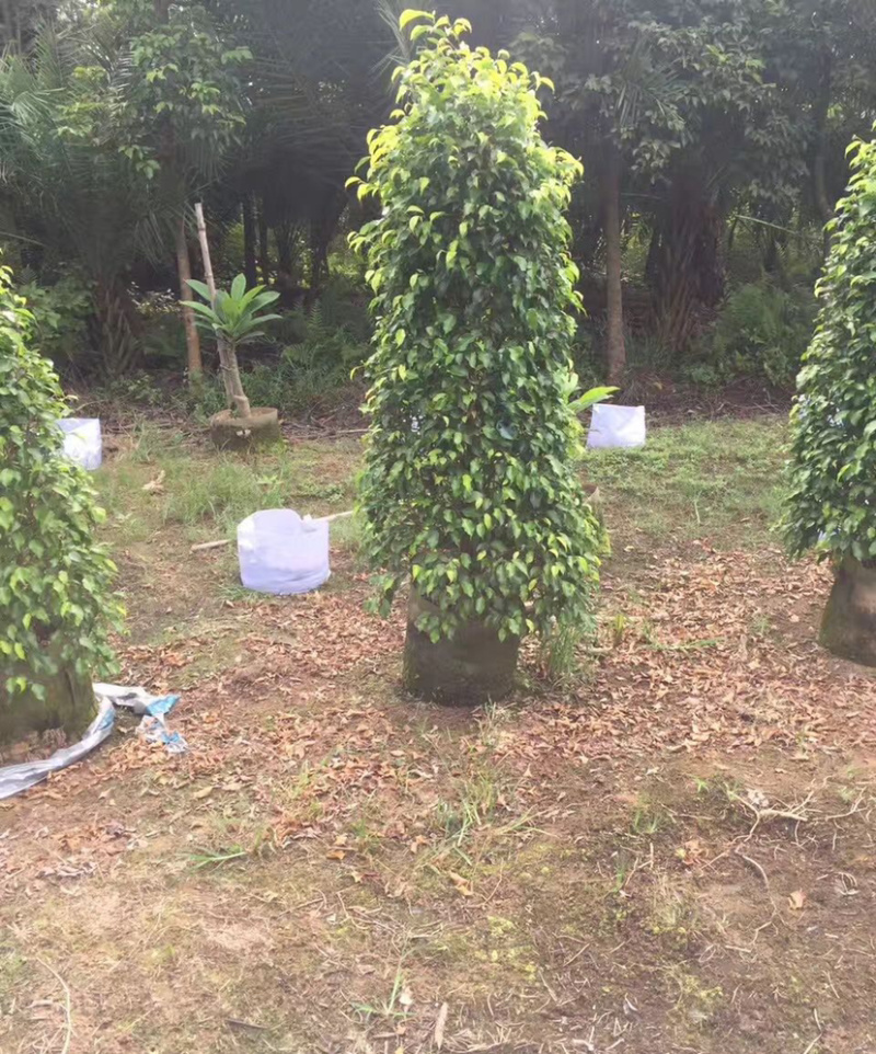 福建精品垂叶榕报价漳州批发垂叶榕柱形垂叶榕种植基地
