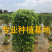 福建精品垂叶榕报价漳州批发垂叶榕柱形垂叶榕种植基地