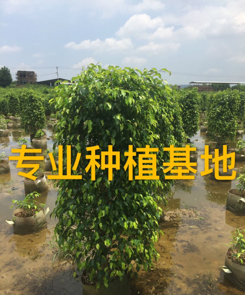 福建精品垂叶榕报价漳州批发垂叶榕柱形垂叶榕种植基地