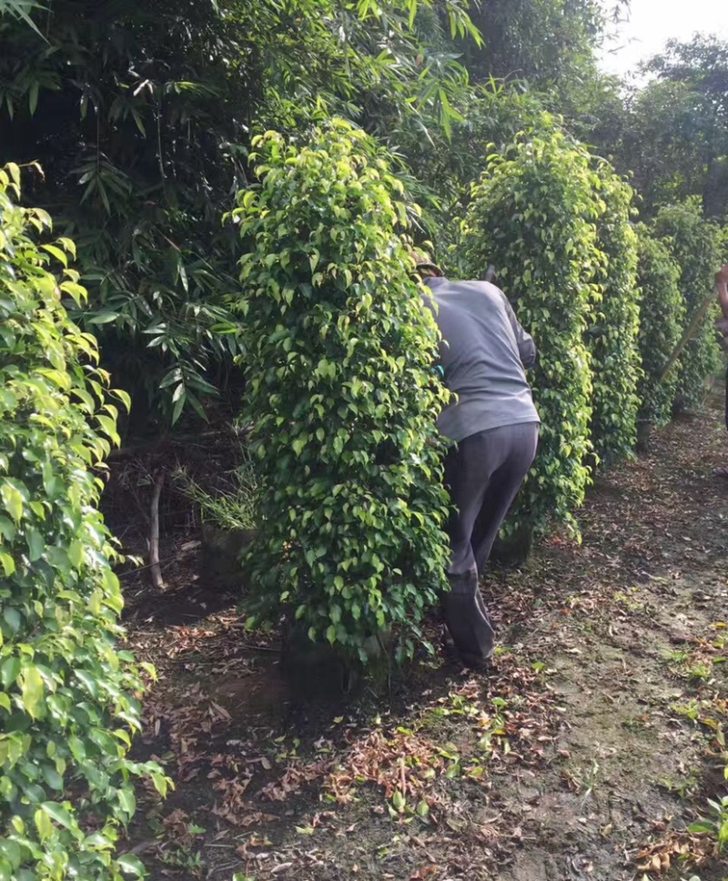 福建精品垂叶榕报价漳州批发垂叶榕柱形垂叶榕种植基地