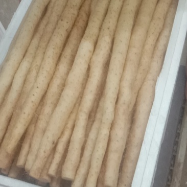 专业批发小白嘴白山药精品货