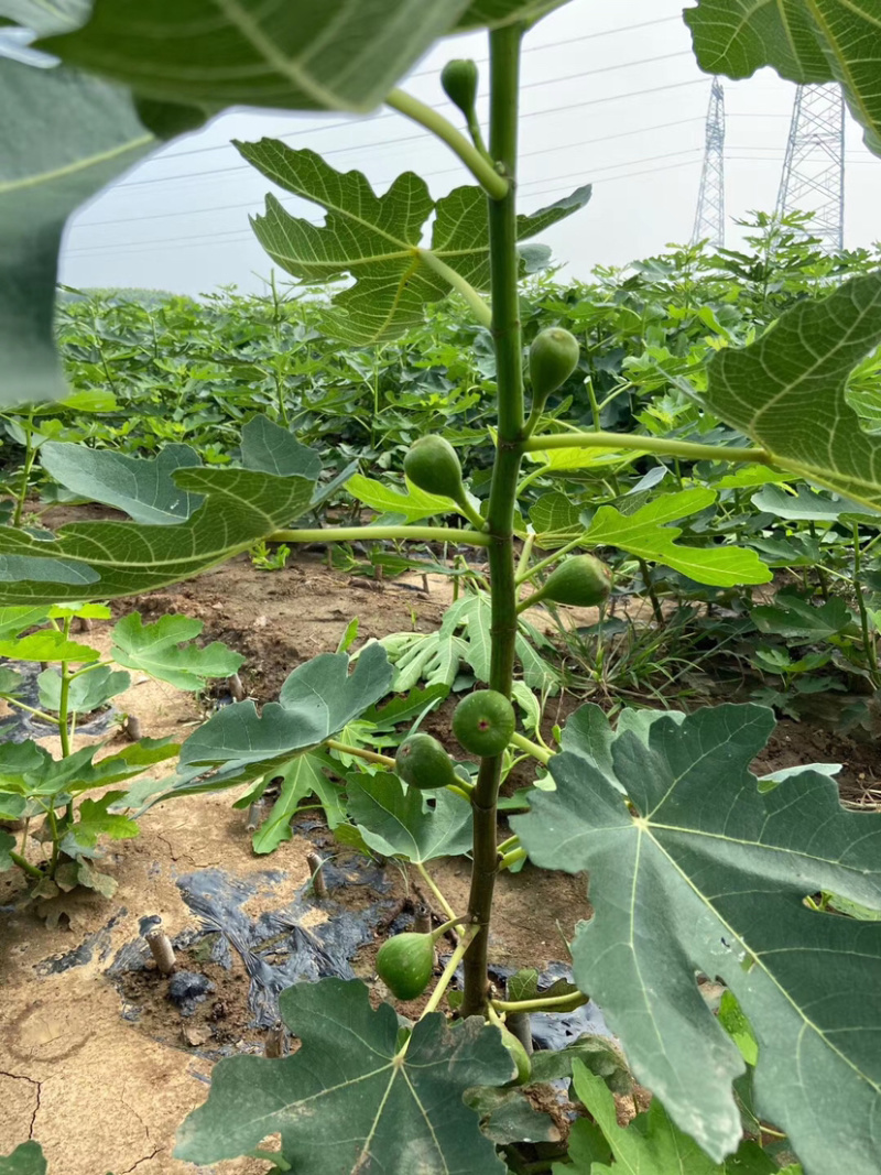 无花果树苗庭院南北方种植当年结果死苗补发现挖现发
