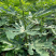 无花果树苗庭院南北方种植当年结果死苗补发现挖现发