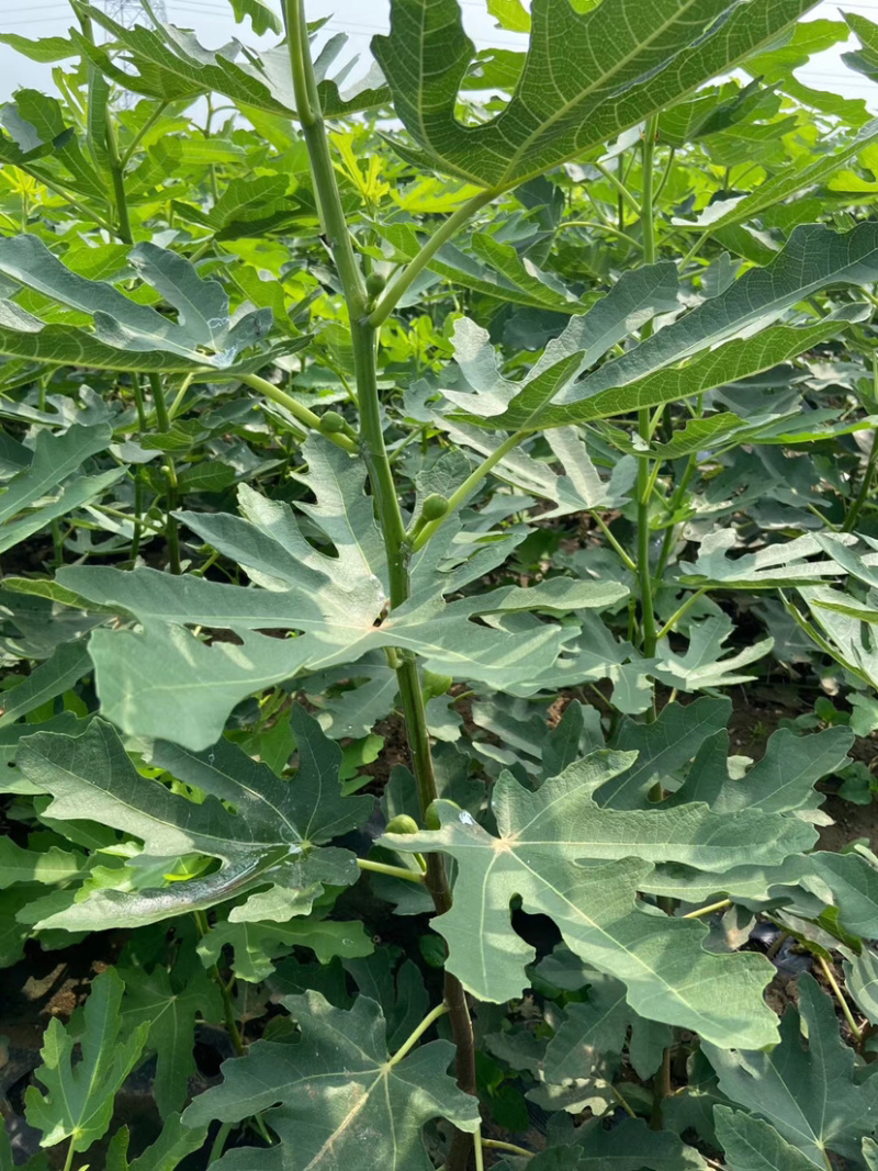 无花果树苗庭院南北方种植当年结果死苗补发现挖现发