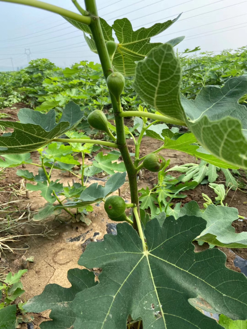 无花果树苗庭院南北方种植当年结果死苗补发现挖现发