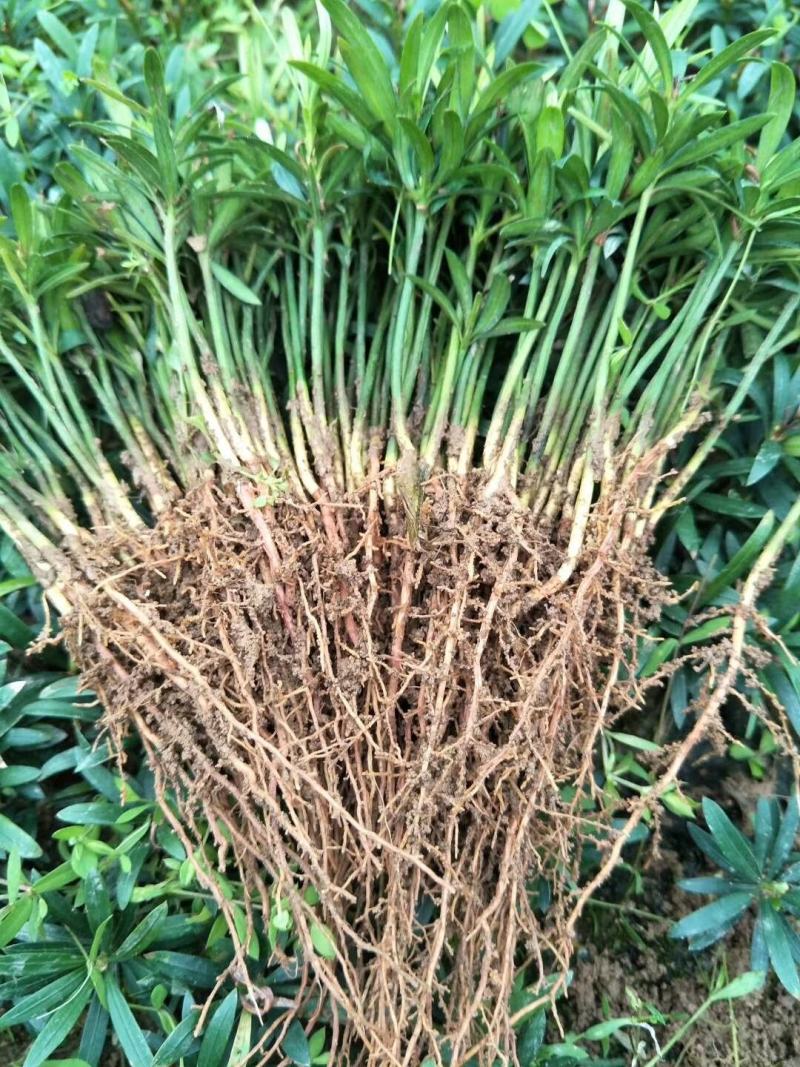 罗汉松根系发达，苗木粗壮，无病虫，