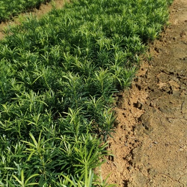 罗汉松根系发达，苗木粗壮，无病虫，
