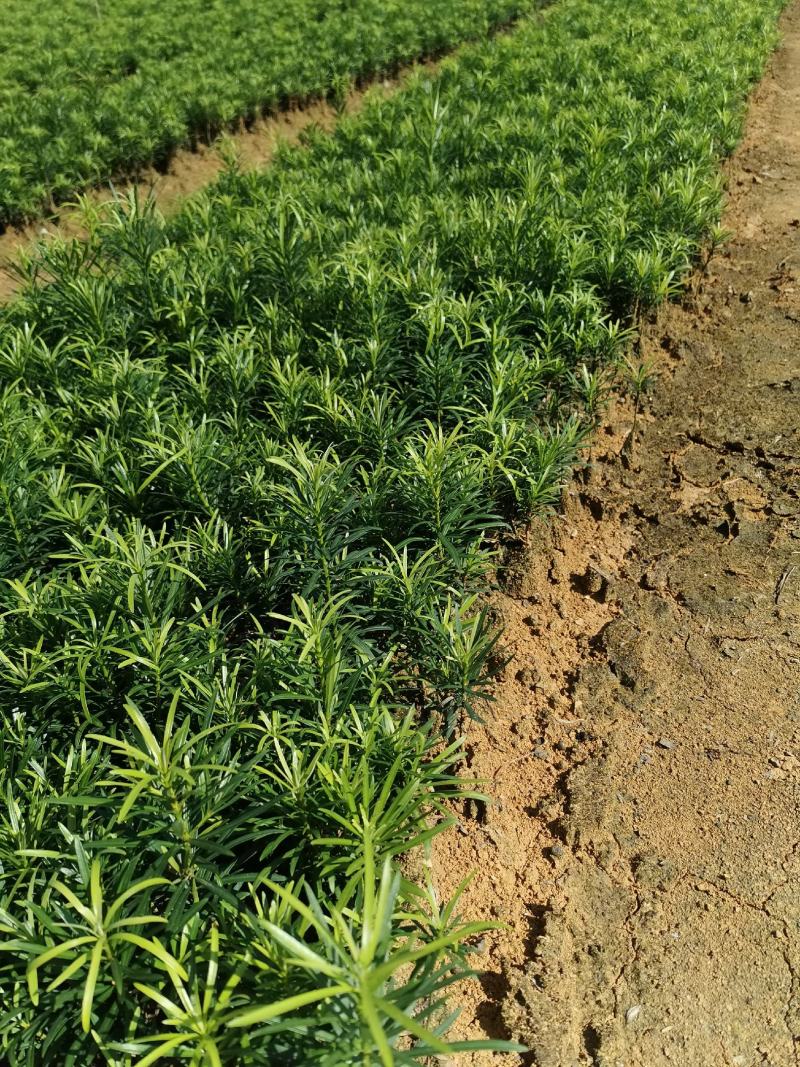 罗汉松根系发达，苗木粗壮，无病虫，