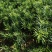 罗汉松根系发达，苗木粗壮，无病虫，