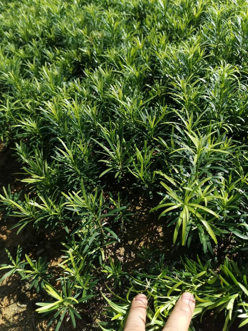 罗汉松根系发达，苗木粗壮，无病虫，