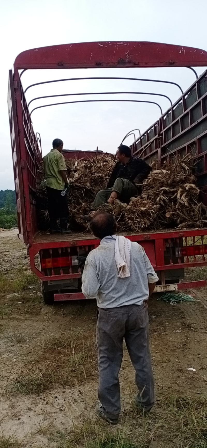 5一6一7一8一9公分紫薇清田处理有需要占地的赶紧联系。