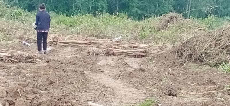 5一6一7一8一9公分紫薇清田处理有需要占地的赶紧联系。
