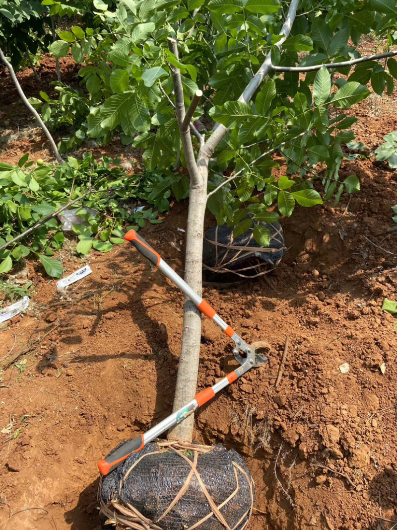 优质脆皮核桃树苗品种全当年结果南方北方种植庭院地栽