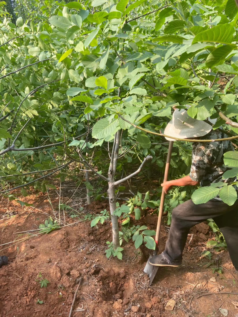 优质脆皮核桃树苗品种全当年结果南方北方种植庭院地栽