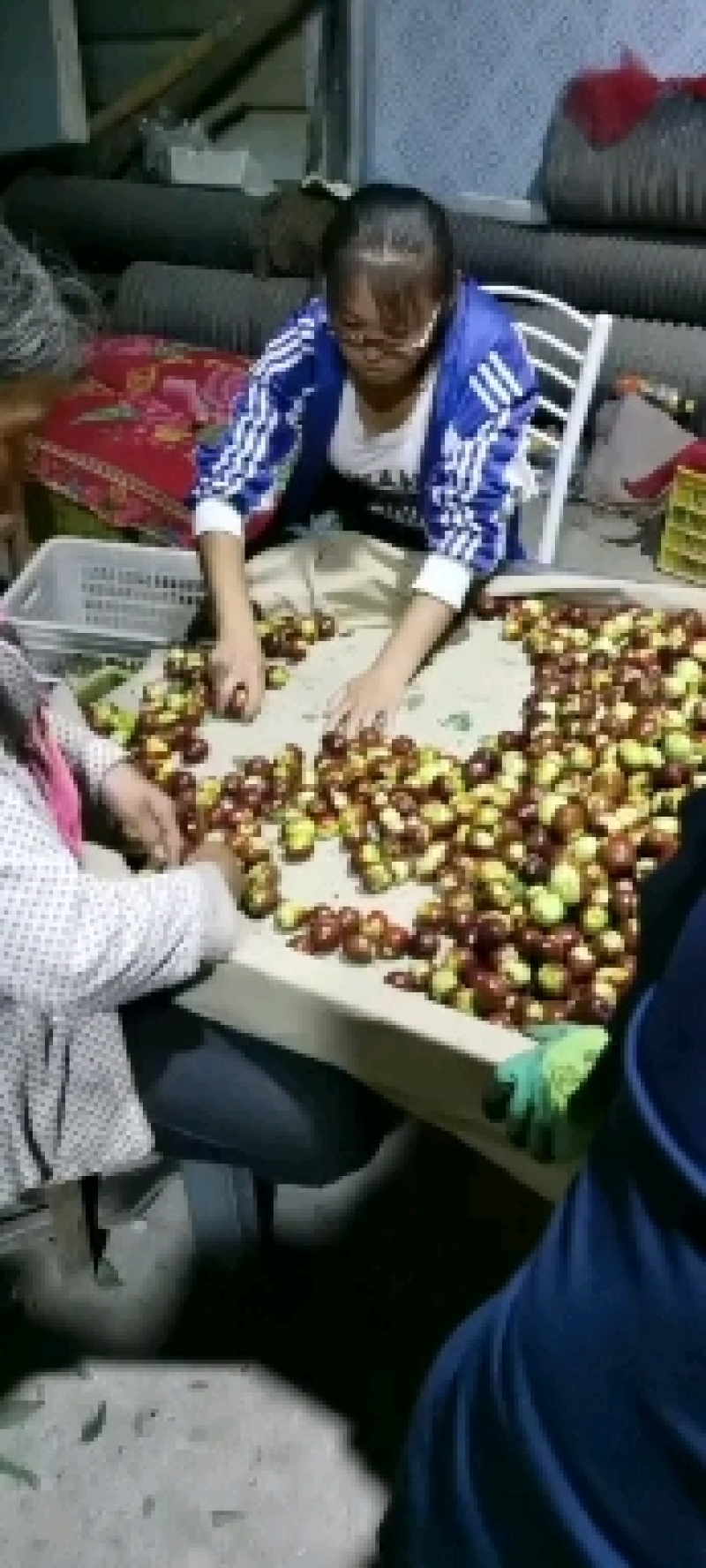 红枣花麻枣鲜枣酥脆香甜脆枣好吃可口五佛大枣佛枣