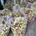 红枣花麻枣鲜枣酥脆香甜脆枣好吃可口五佛大枣佛枣
