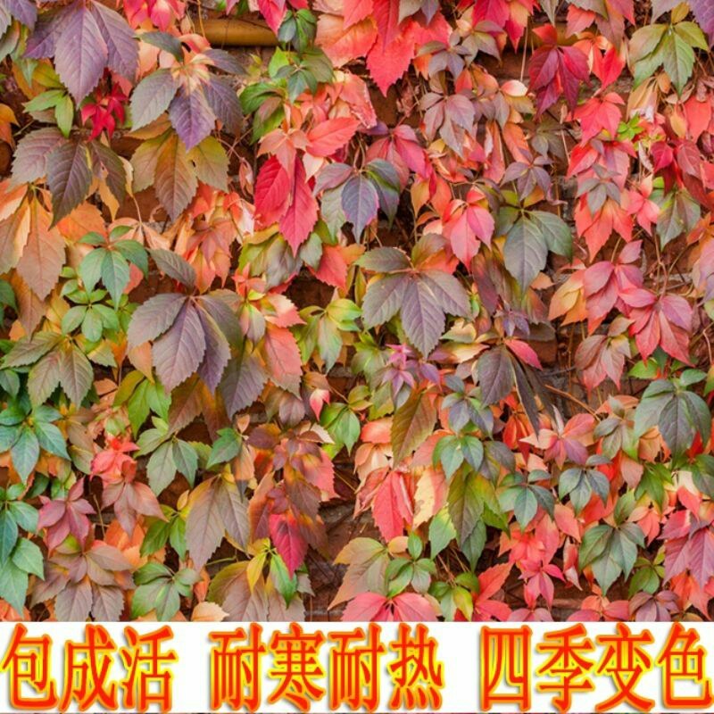 爬山虎三叶爬山虎三叶地锦爬藤植物，