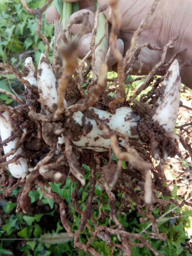 出售大块茎白芨种子现要现挖