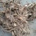 出售大块茎白芨种子现要现挖