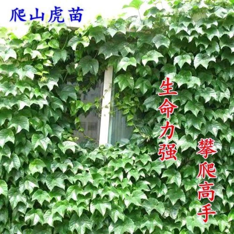 爬山虎三叶爬山虎三叶地锦爬藤植物，