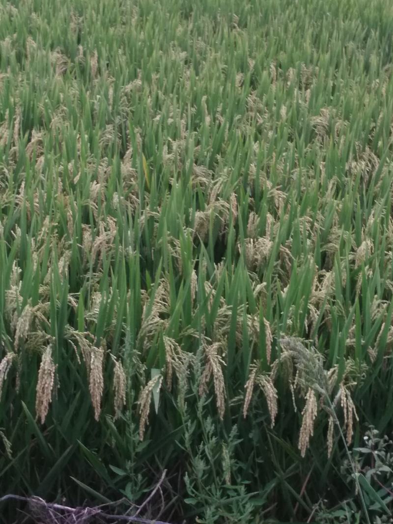 纯本地的螃蟹，好吃不贵。