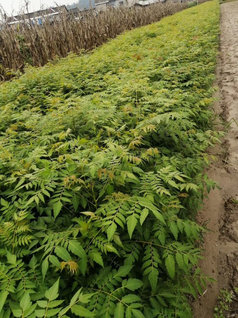 洪雅县洪顺苗木专业合作社栾树苗