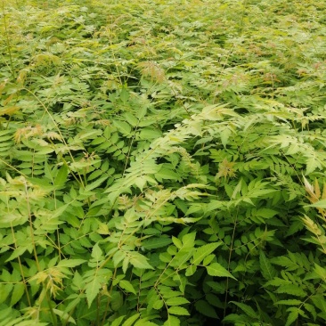 洪雅县洪顺苗木专业合作社栾树苗