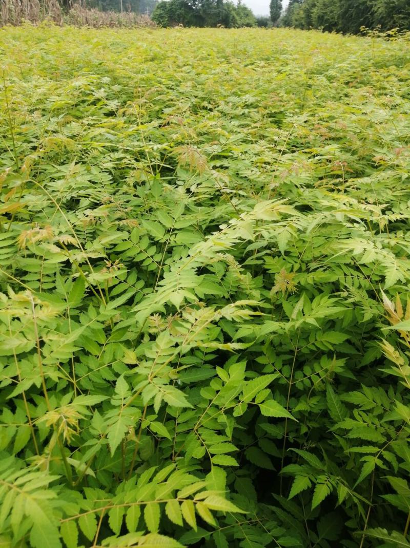 洪雅县洪顺苗木专业合作社栾树苗