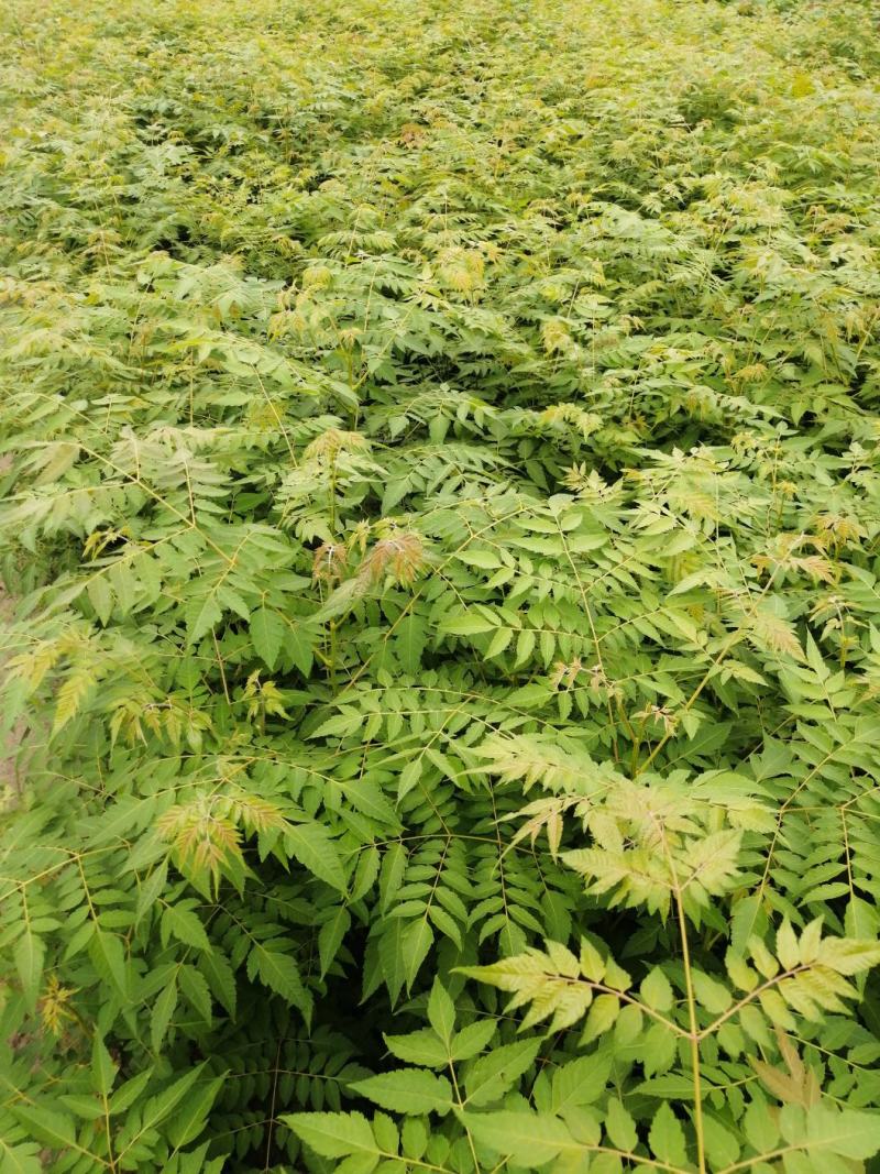 洪雅县洪顺苗木专业合作社栾树苗