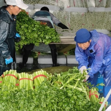 西安阎良代收精品芹菜