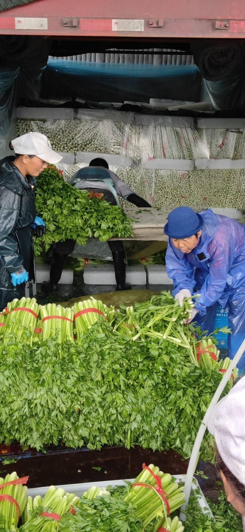 西安阎良代收精品芹菜