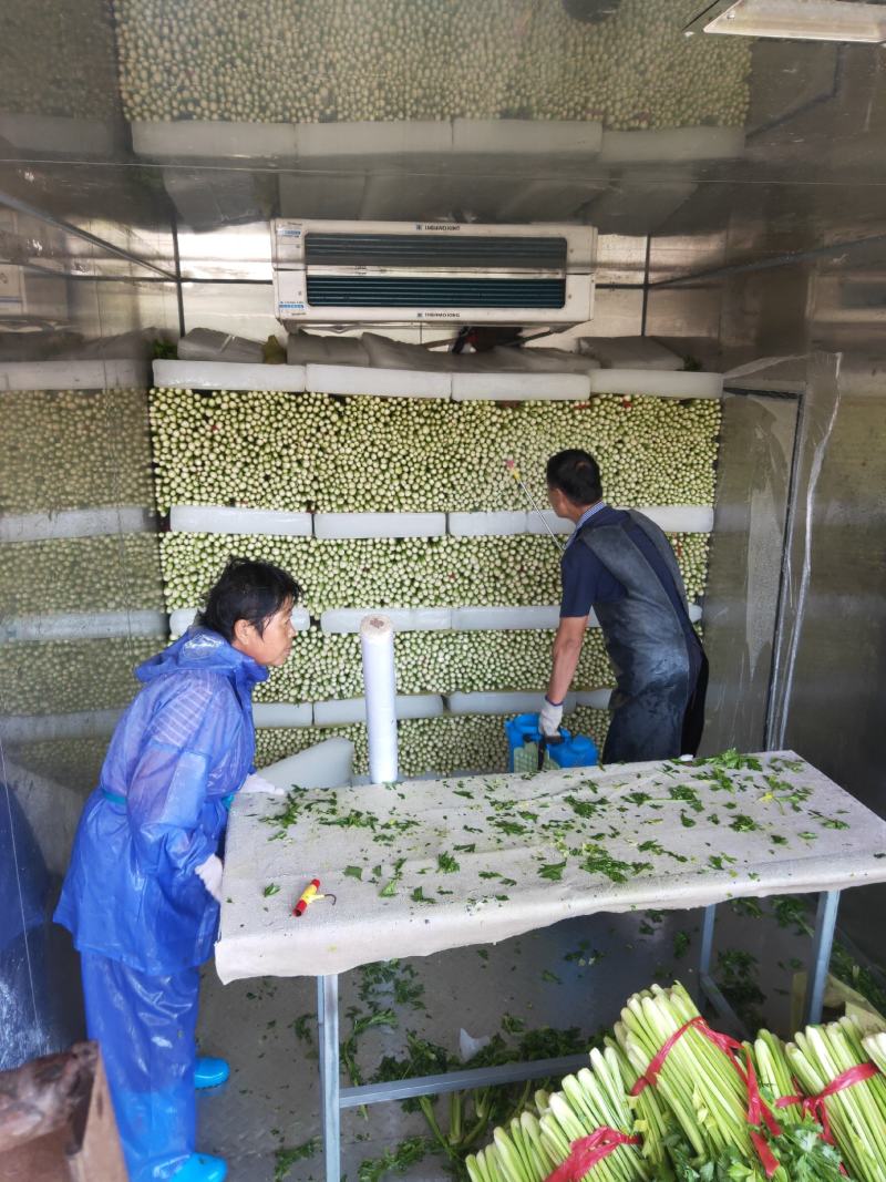 西安阎良代收精品芹菜
