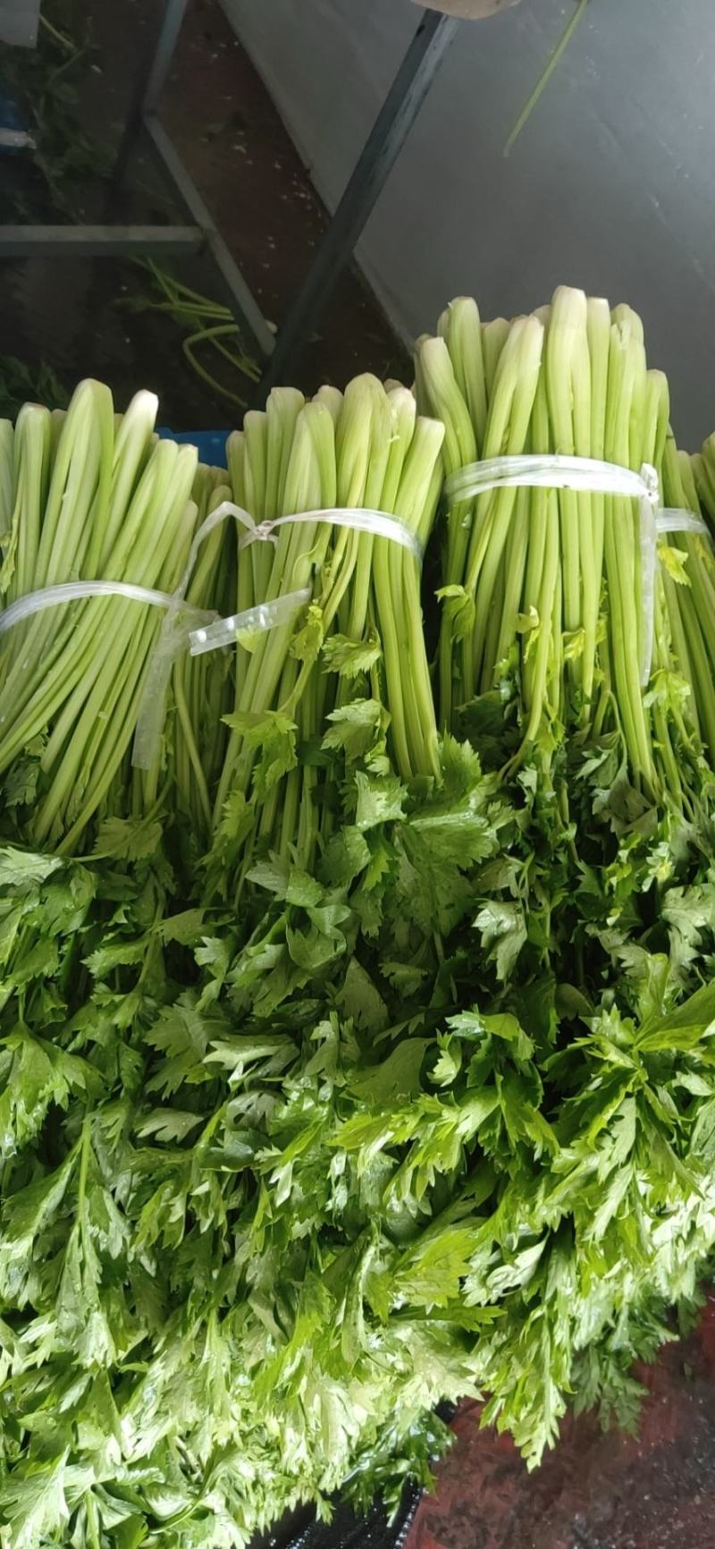 西安阎良代收精品芹菜