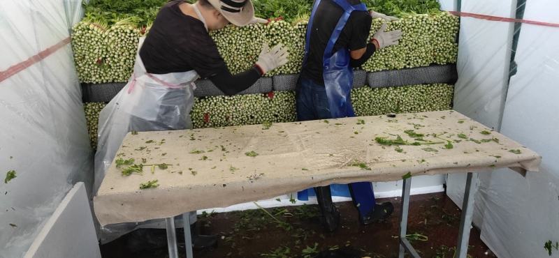 西安阎良代收精品芹菜
