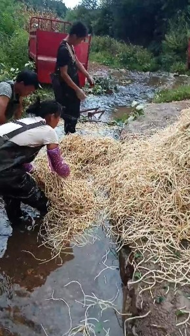 白合鱼腥草批发