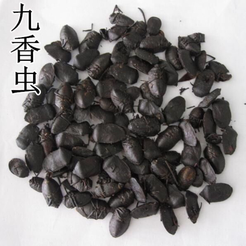 九香虫一手货源产地直销