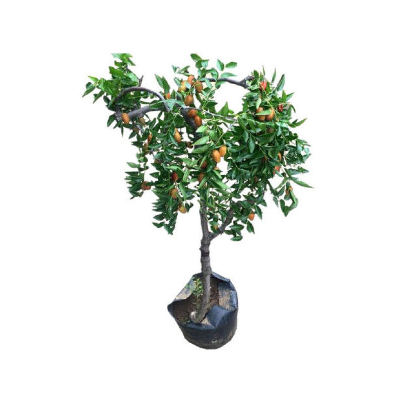 枣树苗嫁接沾化冬枣当年结果南方北方地栽盆栽种植果