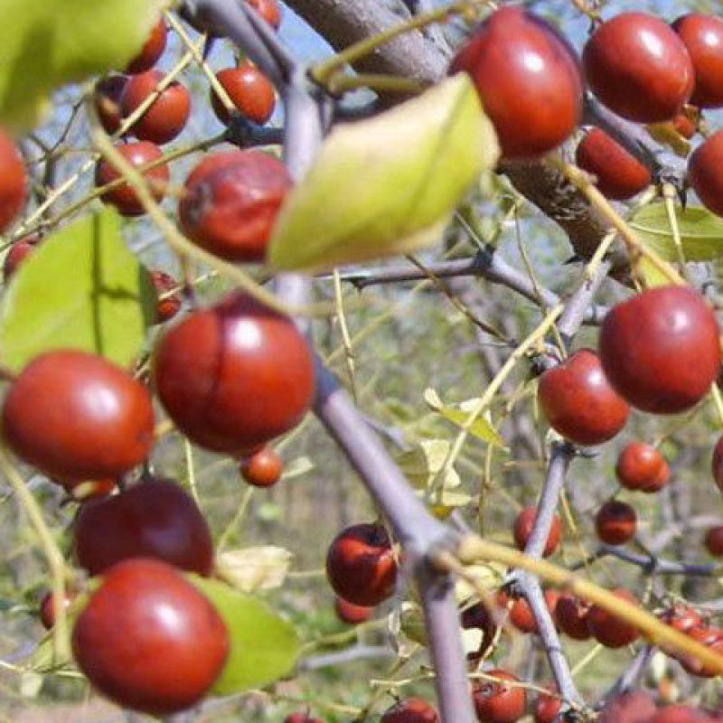 枣树苗嫁接沾化冬枣当年结果南方北方地栽盆栽种植果