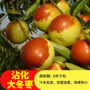 枣树苗嫁接沾化冬枣当年结果南方北方地栽盆栽种植果