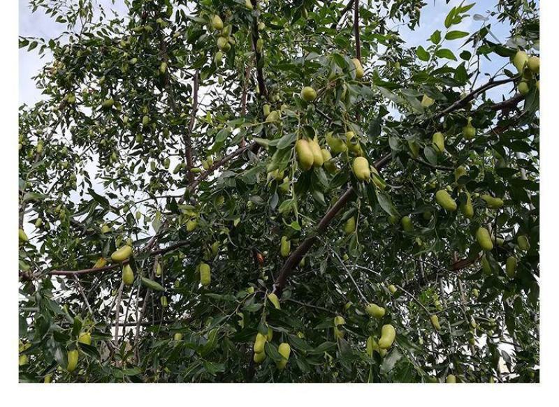 枣树苗嫁接沾化冬枣当年结果南方北方地栽盆栽种植果