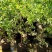 枣树苗嫁接沾化冬枣当年结果南方北方地栽盆栽种植果
