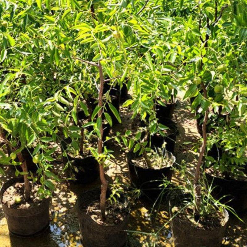 枣树苗嫁接沾化冬枣当年结果南方北方地栽盆栽种植果