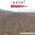 枣树苗嫁接沾化冬枣当年结果南方北方地栽盆栽种植果