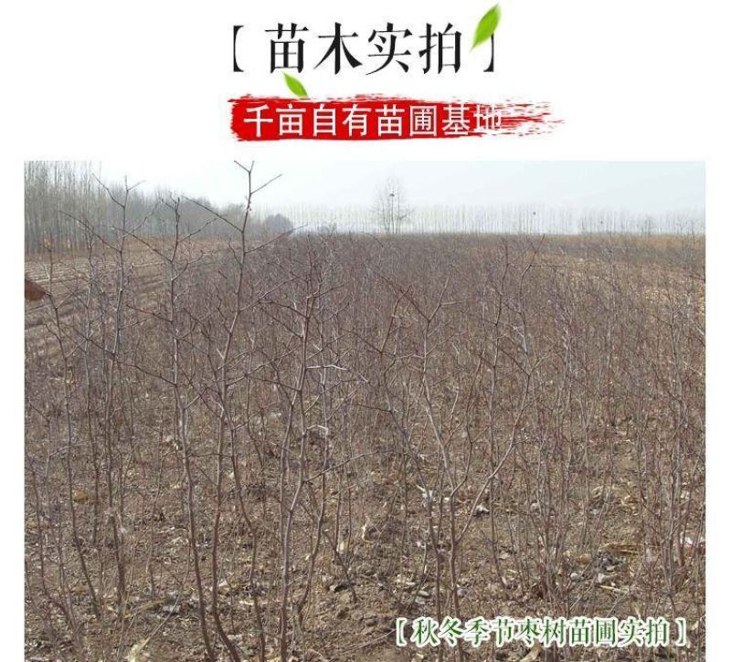 枣树苗嫁接沾化冬枣当年结果南方北方地栽盆栽种植果