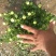 菊花大菊花盆栽基地直发