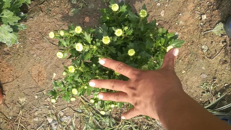 菊花大菊花盆栽基地直发