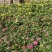 菊花大菊花盆栽基地直发