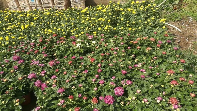 菊花大菊花盆栽基地直发