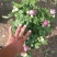 菊花大菊花盆栽基地直发