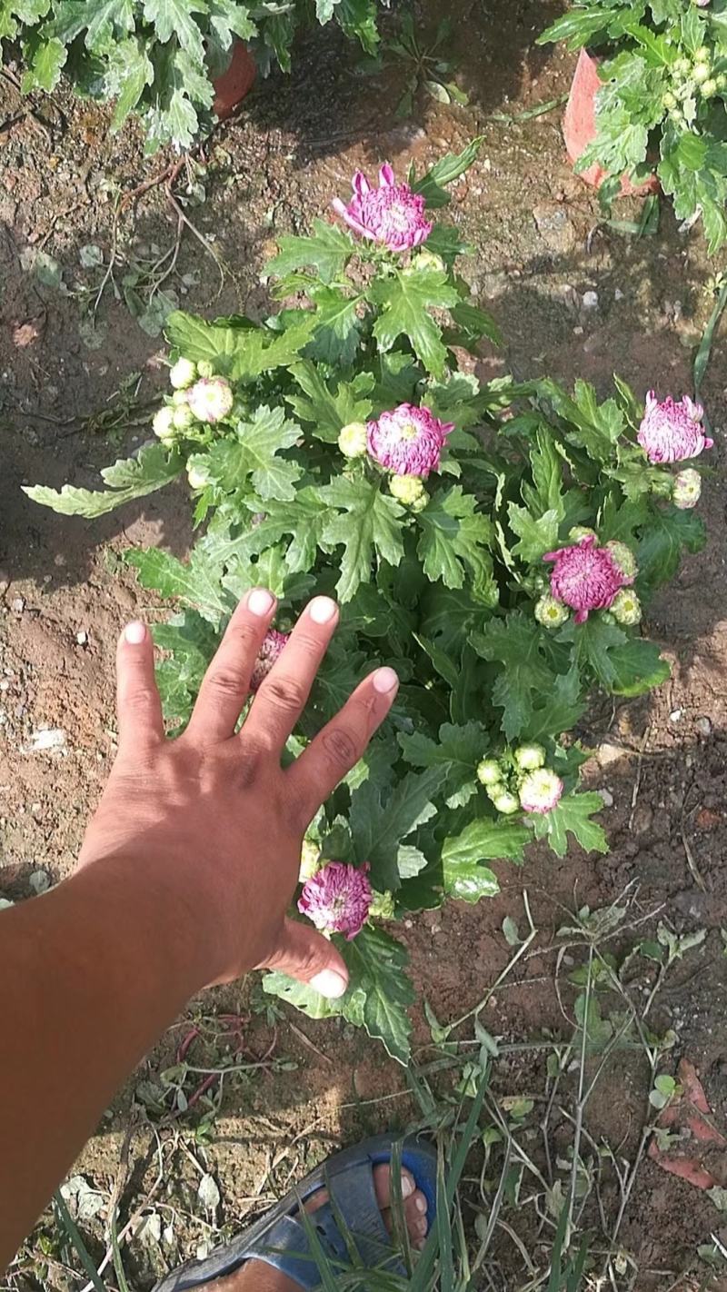 菊花大菊花盆栽基地直发